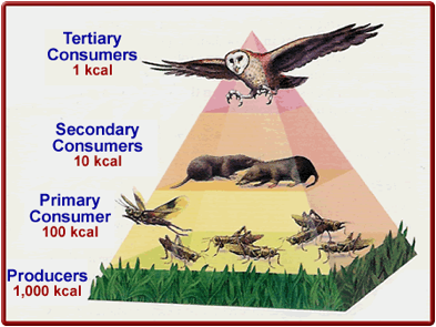 ecosystem as pyramid