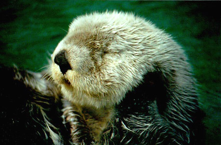 sea otter