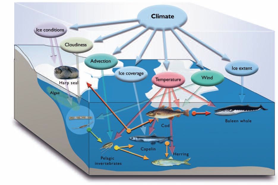 Food web