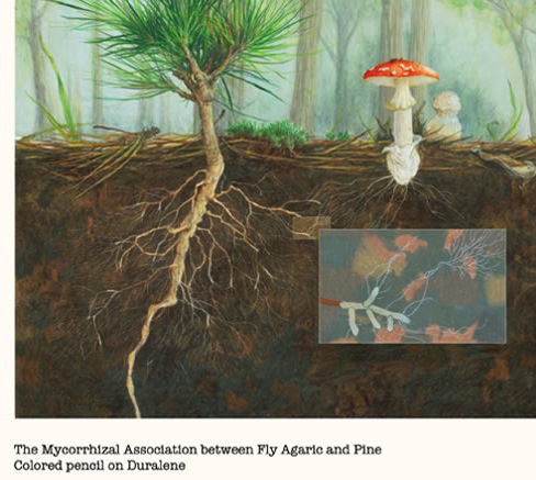 mychorrhiza