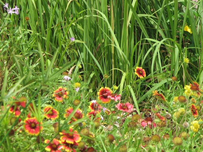 gaillardia