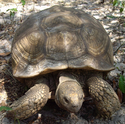 Gopher Tortoise