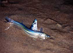 Grunion