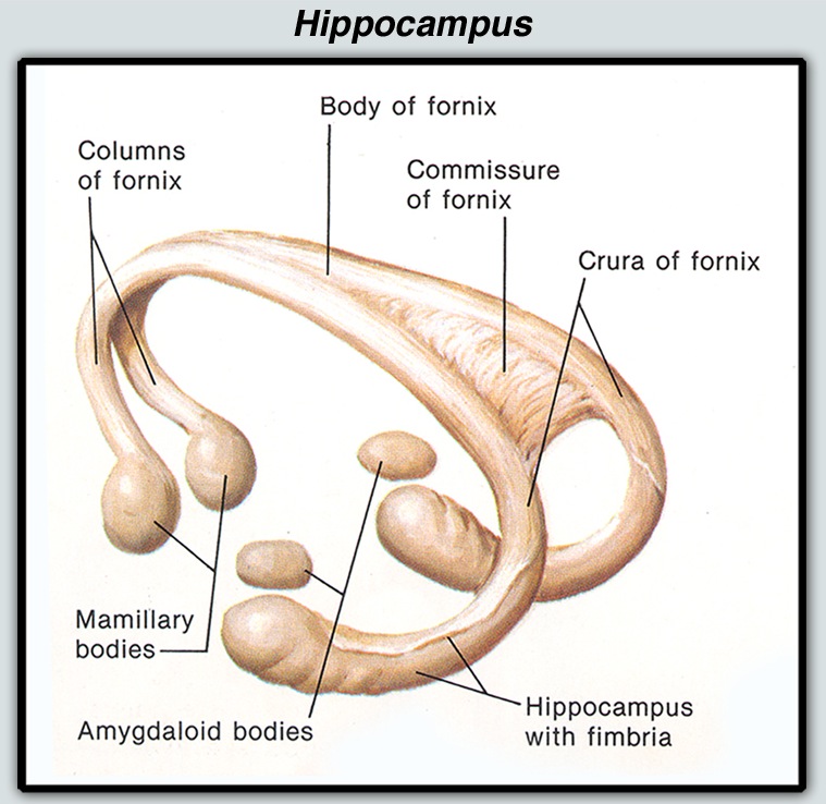 Hippocampus