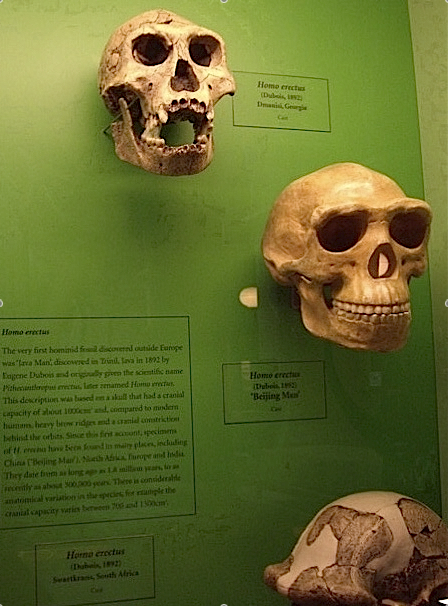 hominid