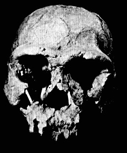 homo erectuse skull