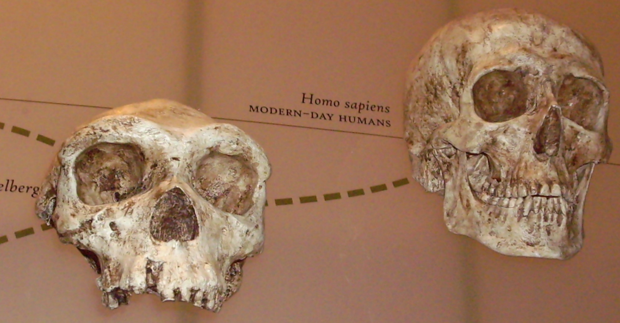 human skull evolution