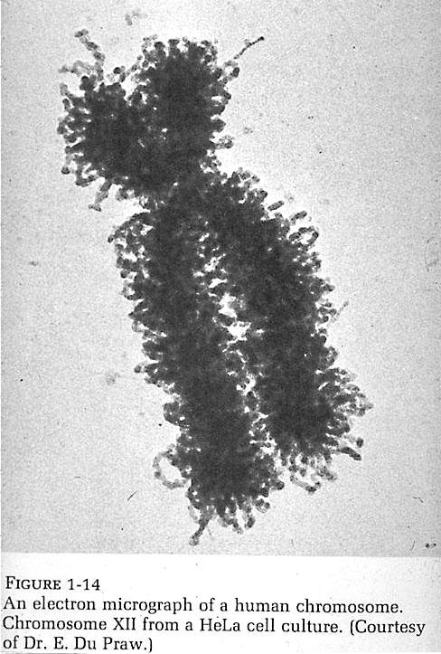 Chromosome