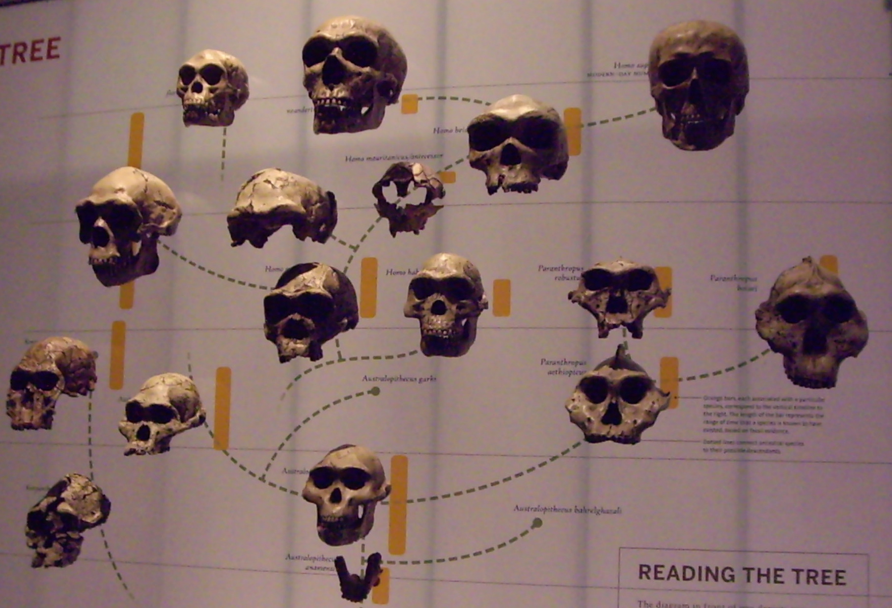 Genus Homo family tree