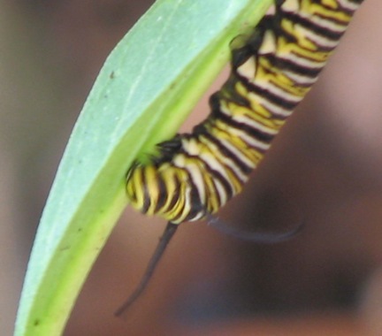 Caterpillar