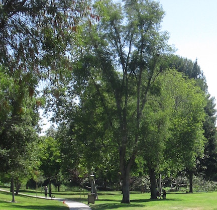 Fraxinus -Mexican Ash