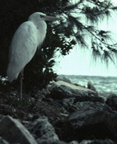 bird on rocks