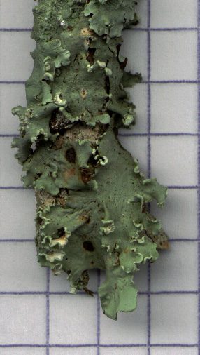 foliose lichen