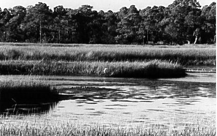 marshes