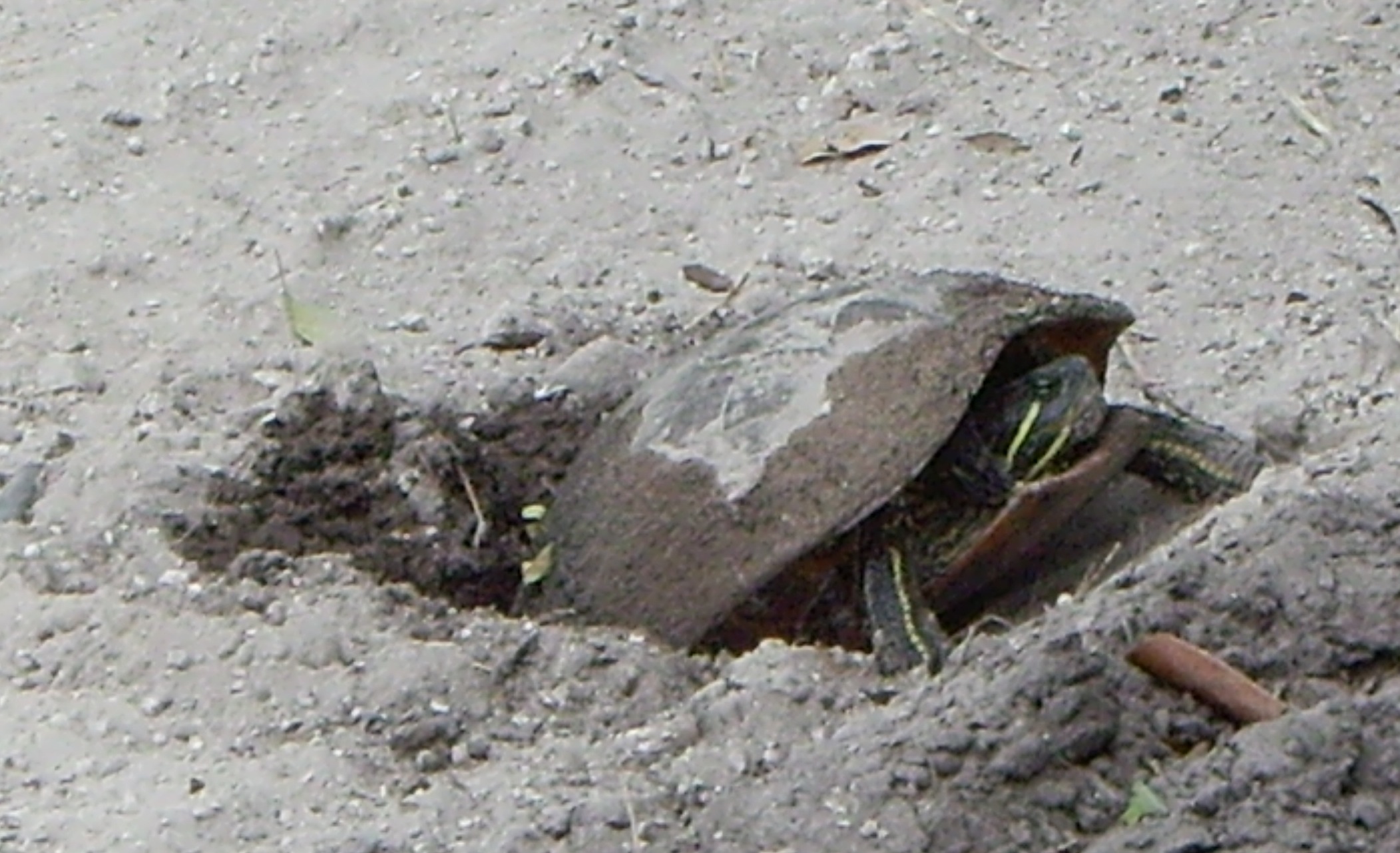 Yellow Slider