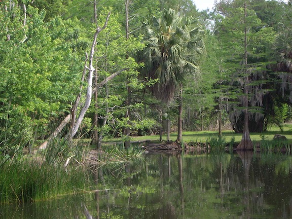 Wooded lake