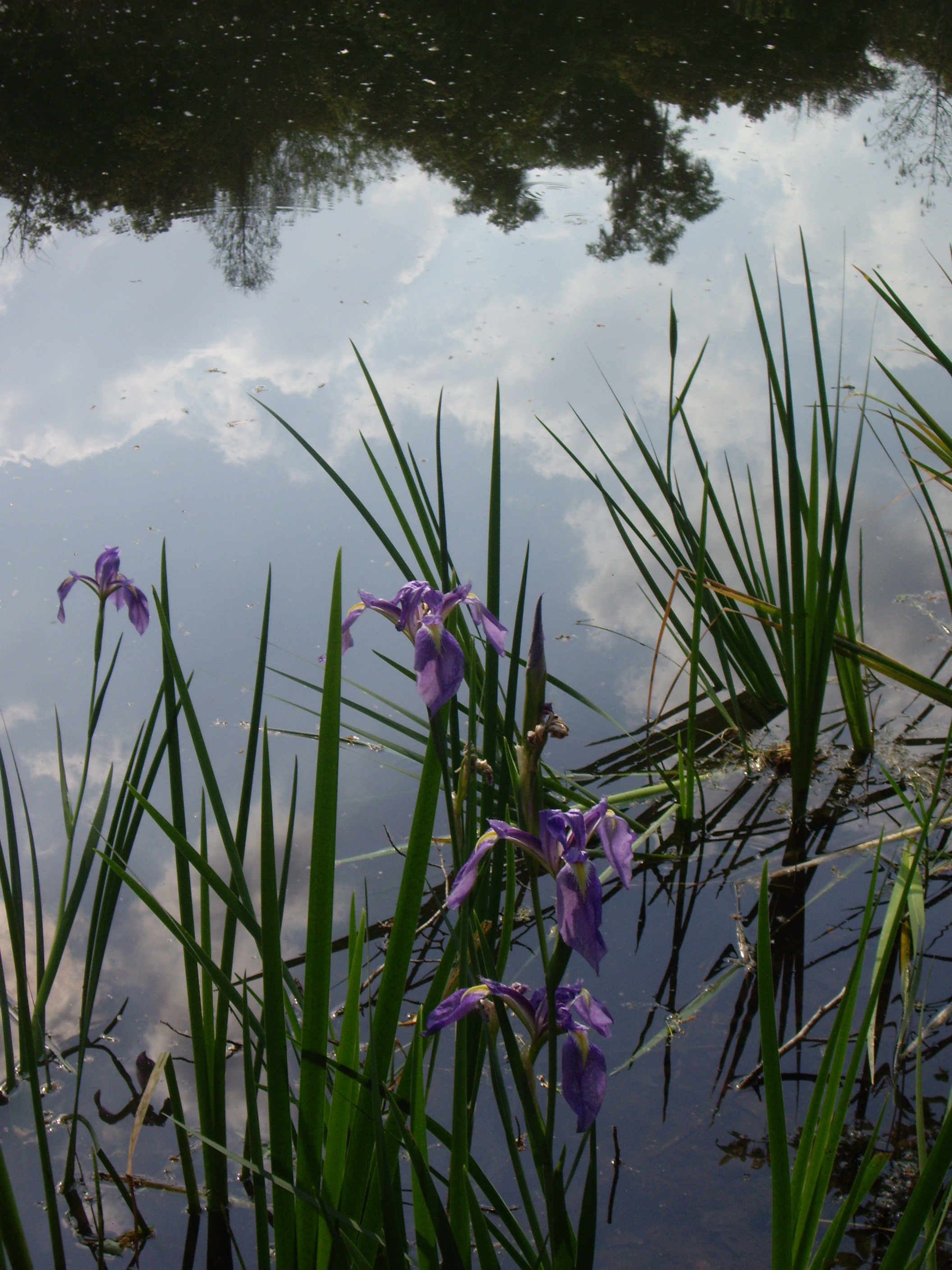 Water iris