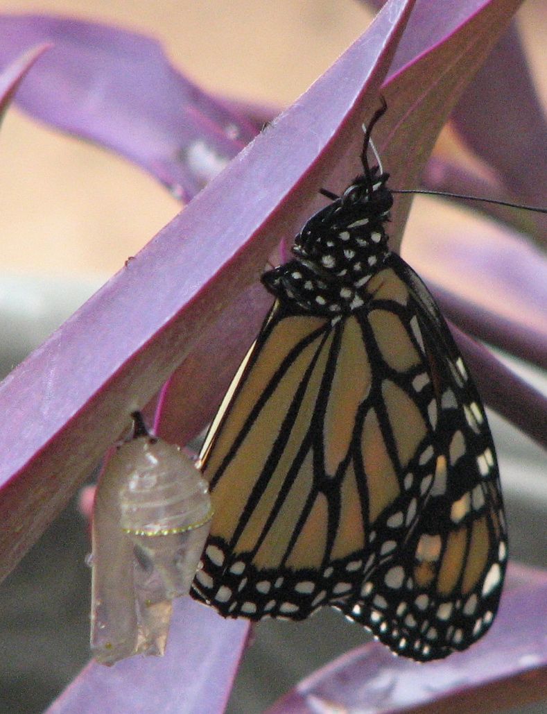 Monarch and Chrysalis