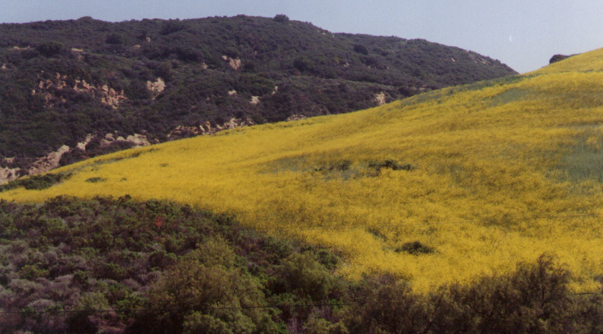 Marine terraces in Santa Barbara