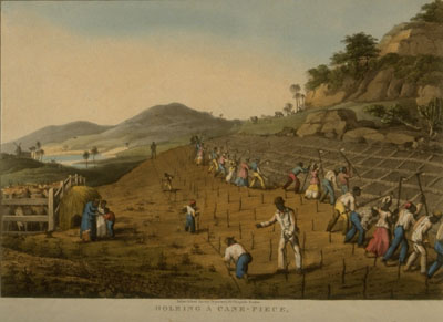 slaves in a field