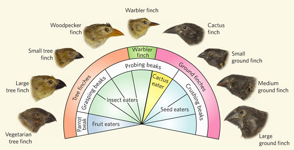 variabiloty of fisnch species