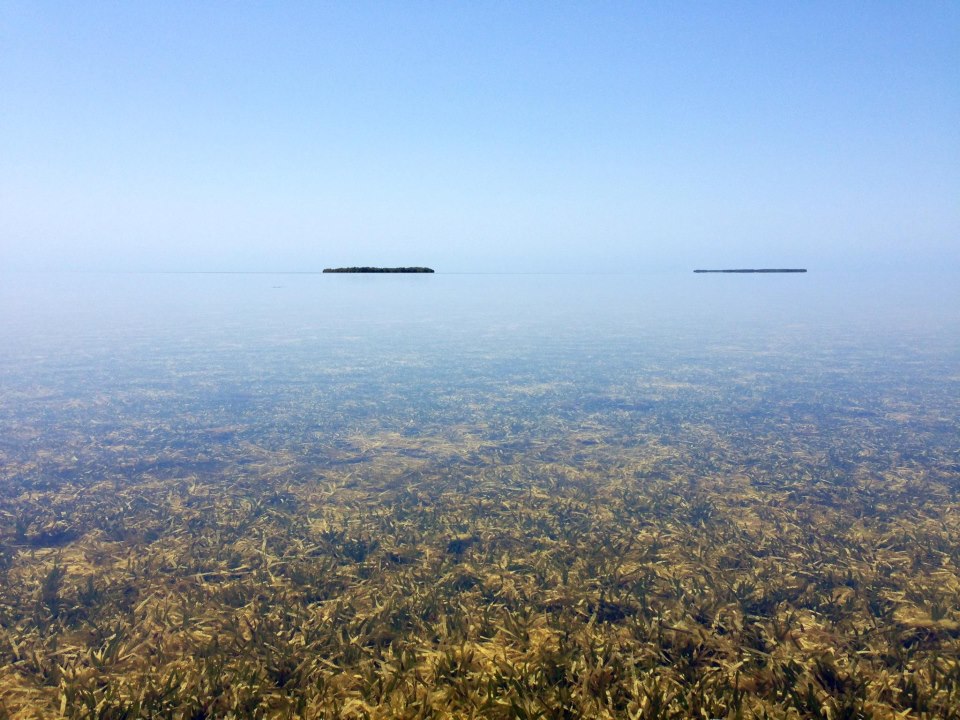 The gardens of the seashore