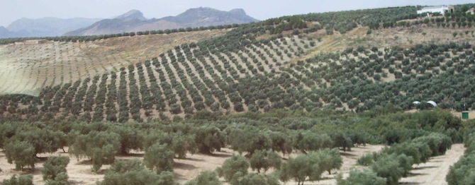 Spain, olive orchards 
