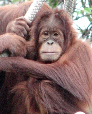 Orangutan, our cousins