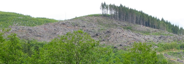 clear cut forest