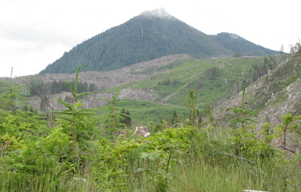 Logging in Oregon mountains