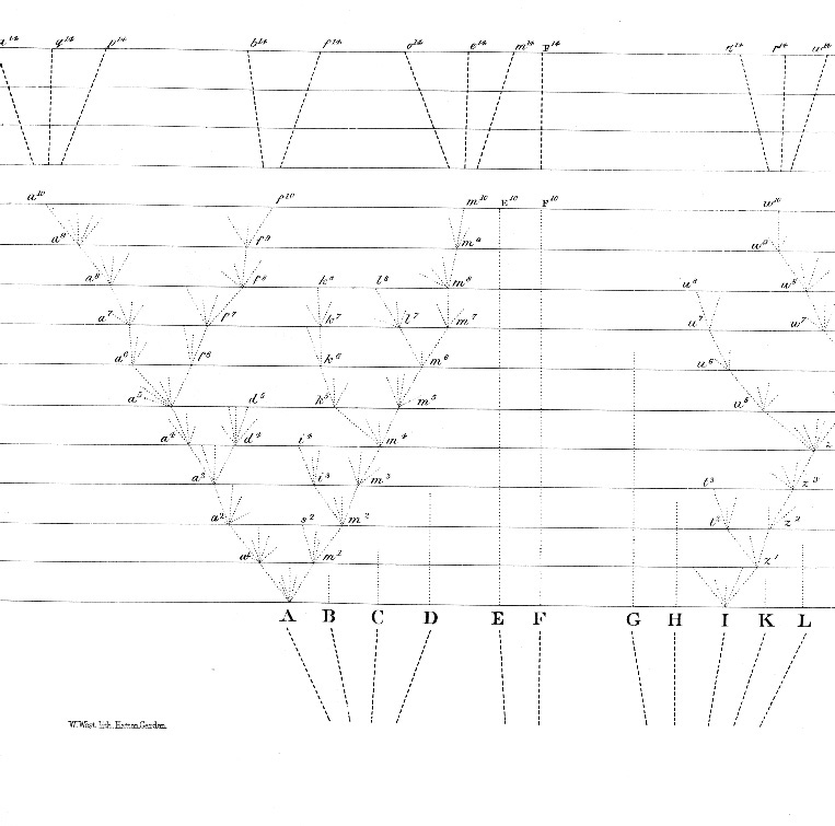 Darwin's darwing