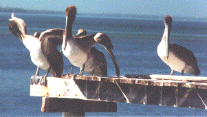 Pelicans