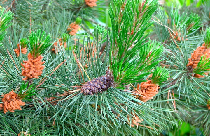 Pine