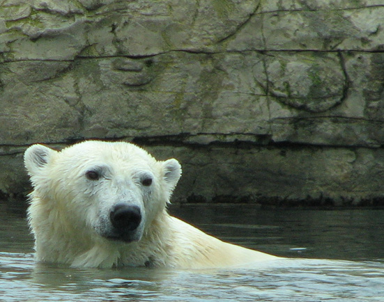 polar bear