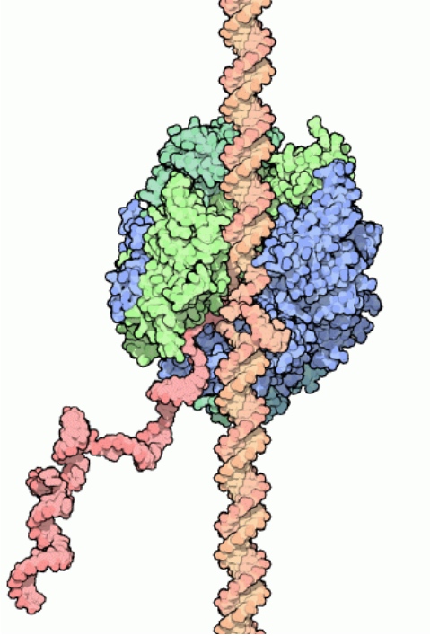 rna polymerase