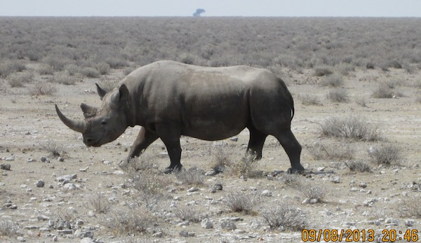 Rhinoa