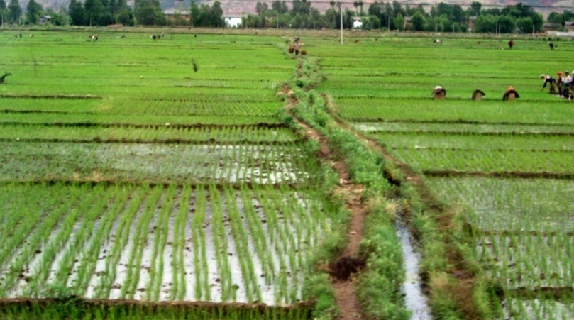 Rice fields