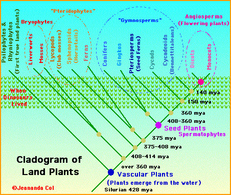 Plantcladogram.GIF