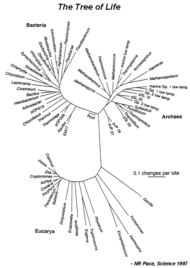 Tree.gif