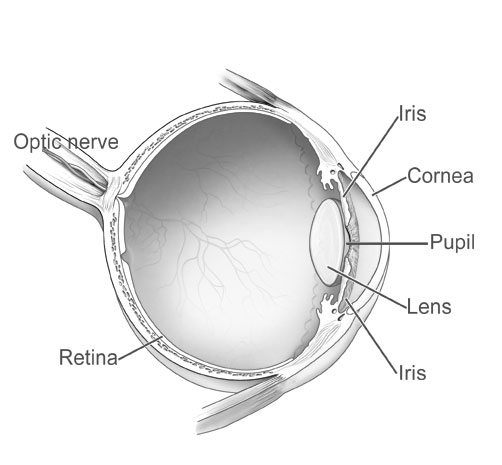 Eye Diagram National Eye Institute Refno NEA08.jpg