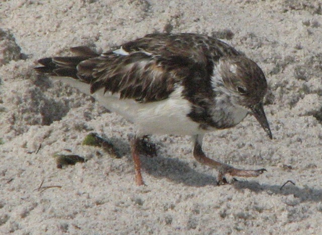 ruddy turnstone