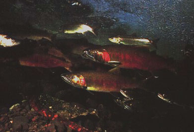 Salmon in a stream