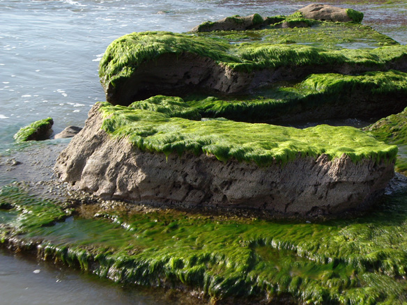 Seaballaria worms form a reef