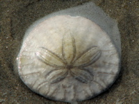 sand dollar