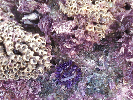 Sea Urchin among sand castle worms (white)