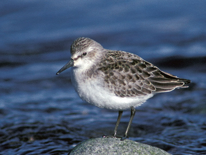 semipalmated sandpiper