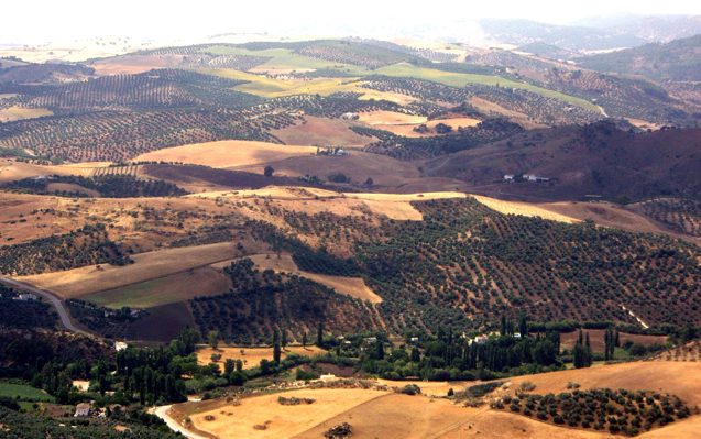 Olive dominated landscape of Spain