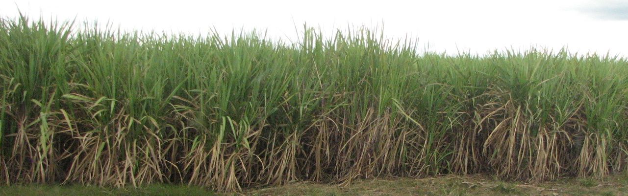 sugar cane field