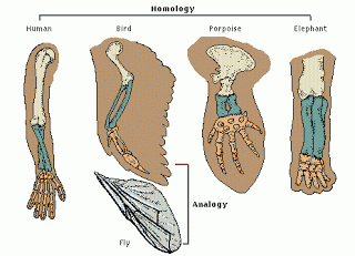 homology