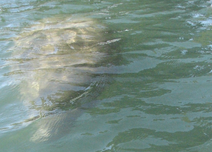 Three Sisters Springs, Florida